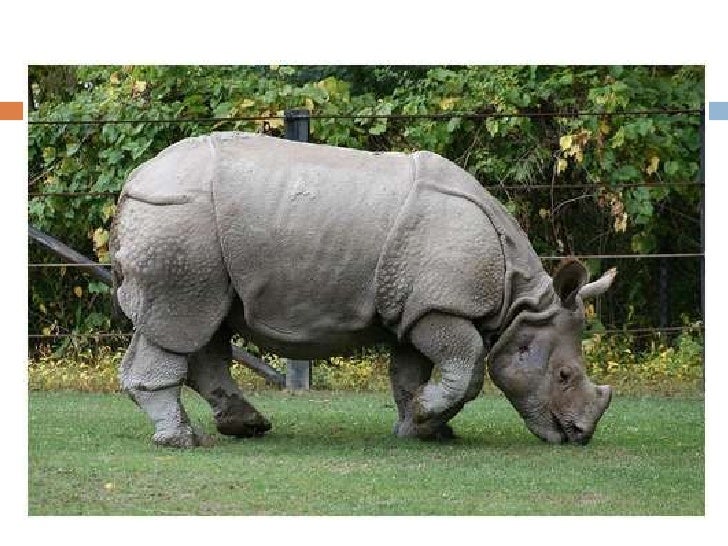 Photos of Javan Rhinoceros , Picture of a Javan Rhinoceros , Grey Javan Rhinoceros pictures, Hq photos, Javan Rhinoceros pictures gallery hd