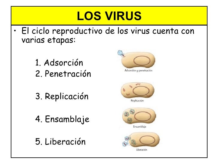 Que medios contra los parásitos