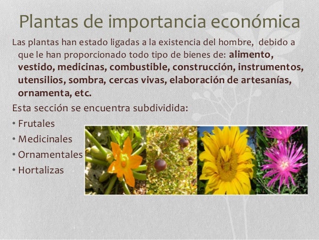 JARDIN BOTANICO BUAP Y FLOR DEL BOSQUE
