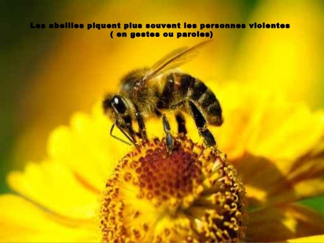 Les titres du sang de la lamblia