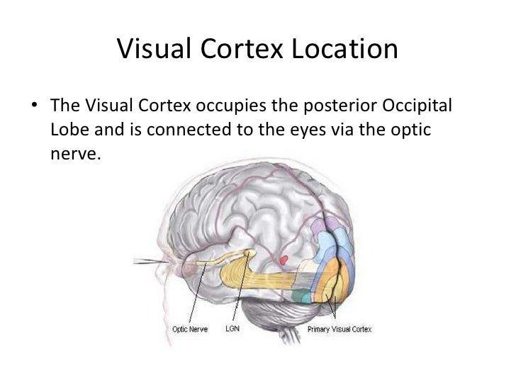auditory cortex function auditory cortex function