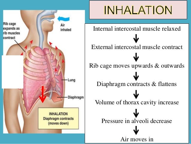 a to mechanism how breathing of make emaze Science on