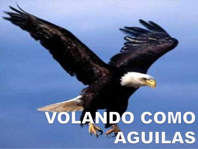 FOTO AGUILAS VOLANDO foto aguilas volando: