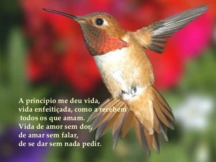 voo-de-um-beija-flor-3-728.jpg?cb=130357