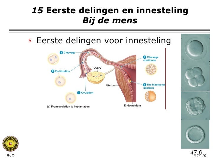 Voortplanting en ontwikkeling