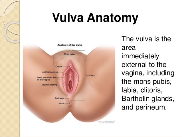 Vulva - Wikipedia