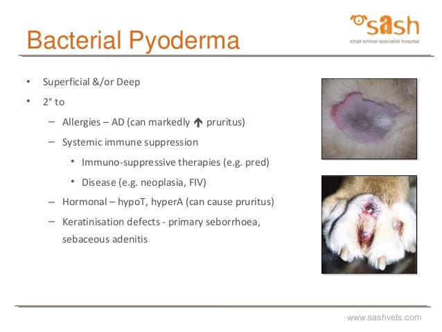 Pyoderma Dog Home Remedies Pyoderma Dog Home Remedies
