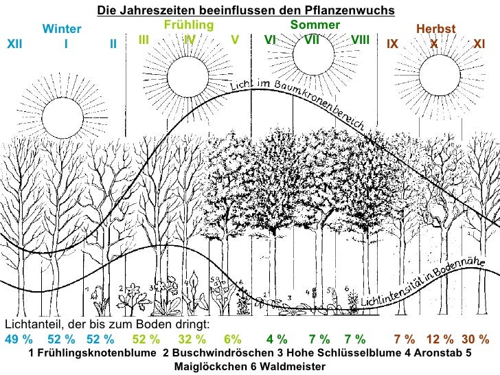 Wald