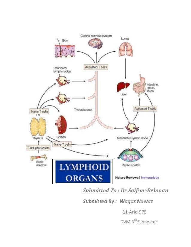 primary lymphoid organs