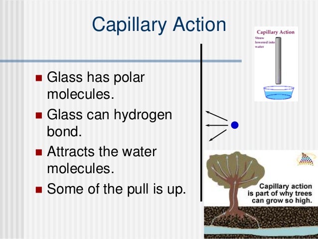 Ap biology plant essay