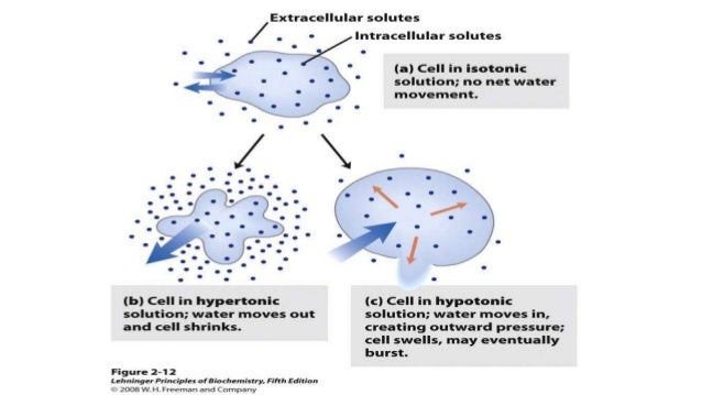 Water and osmolarity