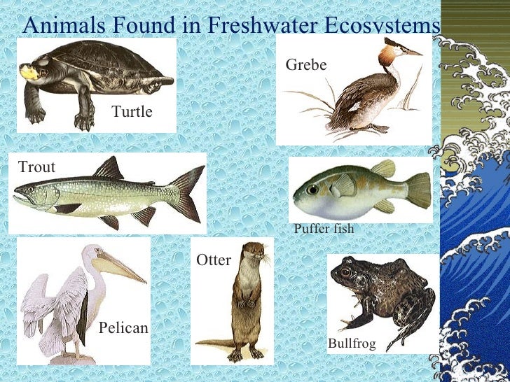 Freshwater ecosystem   wikipedia