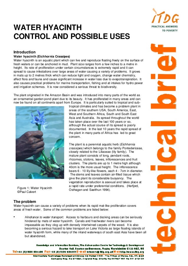 Water hyacinth control