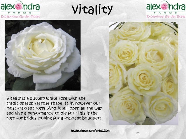 Картинки по запросу роза Vitality