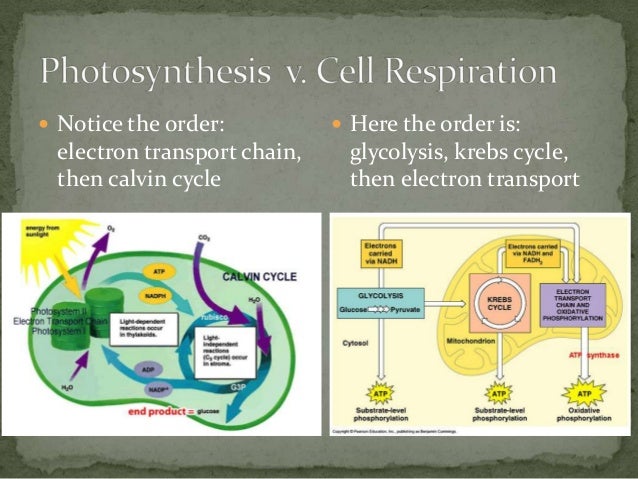 essays on cell biology Essay on cell— an open system biology, cell, essay on cell this website includes study notes, research papers, essays. essays on cell biology Essay on cell— an open system biology, cell, essay on cell this website includes study notes, research papers, essays.