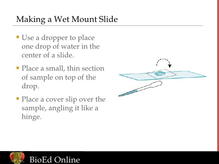 Wet Mount