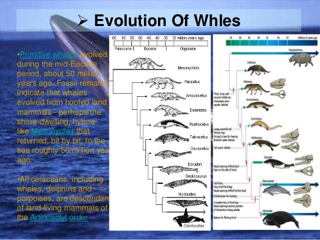 an overview of the scientific order of whales cetacea Wwf lobbies to bring “scientific” (hunting whales for research) and commercial whale hunts under the strict control of the international whaling commission (iwc) the iwc is the body charged with regulating whaling and addressing the vast number of other threats to whales, dolphins and porpoises in our oceans such as shipping, climate. an overview of the scientific order of whales cetacea Wwf lobbies to bring “scientific” (hunting whales for research) and commercial whale hunts under the strict control of the international whaling commission (iwc) the iwc is the body charged with regulating whaling and addressing the vast number of other threats to whales, dolphins and porpoises in our oceans such as shipping, climate.