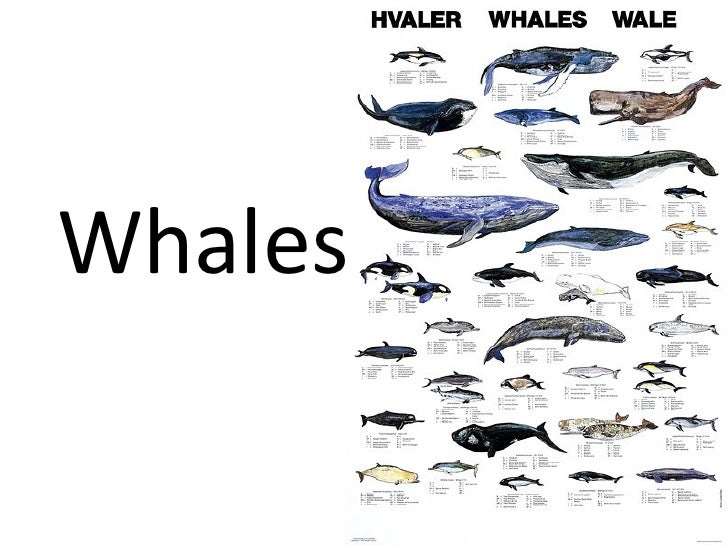 What are some different types of whales?
