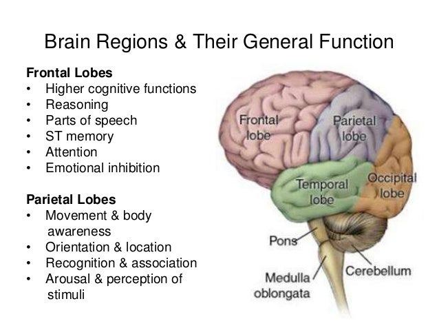 explain the role in the brain and cognitive functions Details resources: university library, electronic reserve readings, the internet, or other resources to conduct research write a 700- to 1,050-word paper in which you explain the role of the brain in cognitive functions. explain the role in the brain and cognitive functions Details resources: university library, electronic reserve readings, the internet, or other resources to conduct research write a 700- to 1,050-word paper in which you explain the role of the brain in cognitive functions.