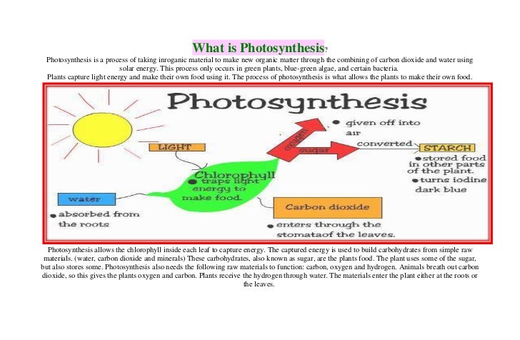describe photosynthesis During photosynthesis, chlorophyll absorb light energy that is used to convert carbon dioxide from the air and water from the soil into glucose oxygen is released as. describe photosynthesis During photosynthesis, chlorophyll absorb light energy that is used to convert carbon dioxide from the air and water from the soil into glucose oxygen is released as.