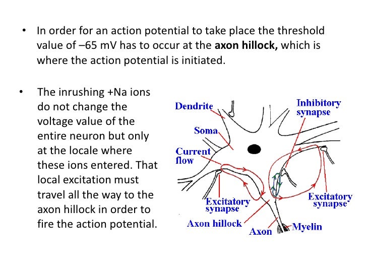 why does a change in extracellular na change membrane potential in a resting neuron Poisoning the na-k atpase pump in a neuron would a change in the membrane potential of the presynaptic cell 4-calculate the equilibrium potential of. why does a change in extracellular na change membrane potential in a resting neuron Poisoning the na-k atpase pump in a neuron would a change in the membrane potential of the presynaptic cell 4-calculate the equilibrium potential of.