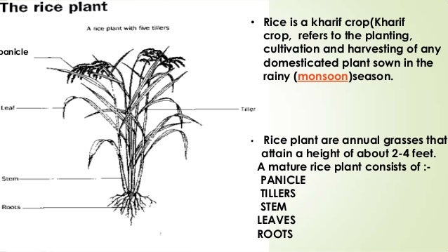 Wheat  U0026 Rice  History Introduction Insects Pests Their