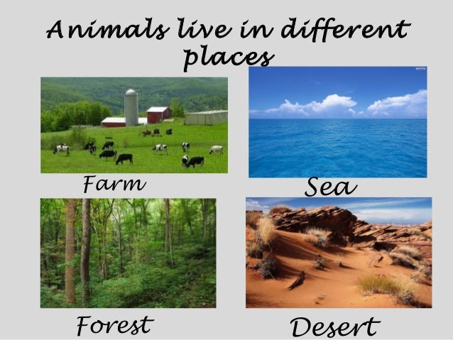 How Animals Live? - Animals and their classification