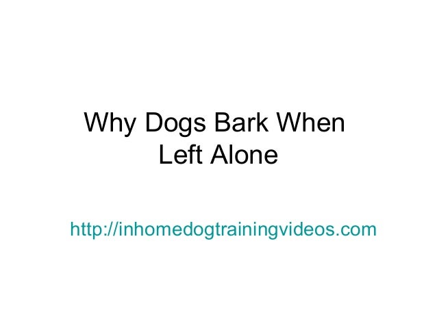 how to not to bark when left alone why dogs bark when left alone how to not to bark when left alone why dogs bark when left alone