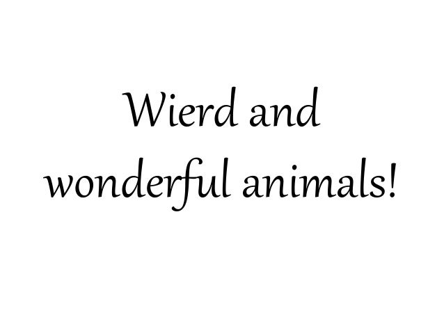 Wierd andwonderful animals!