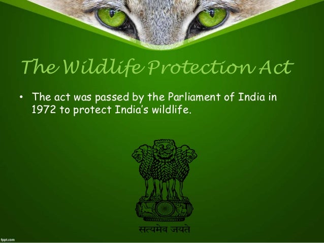 short essay on wildlife in india Essay on visit to a wildlife sanctuary click here beautifully in a short essay and adds to history’s most. short essay on wildlife in india Essay on visit to a wildlife sanctuary click here beautifully in a short essay and adds to history’s most.