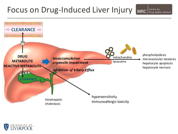 Image Result For Metabolism Definitiona Image Result For Metabolism Definitiona