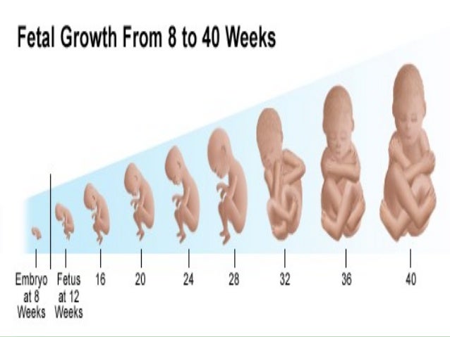 when is the sex of a fetus determined skinny serbian teen sex