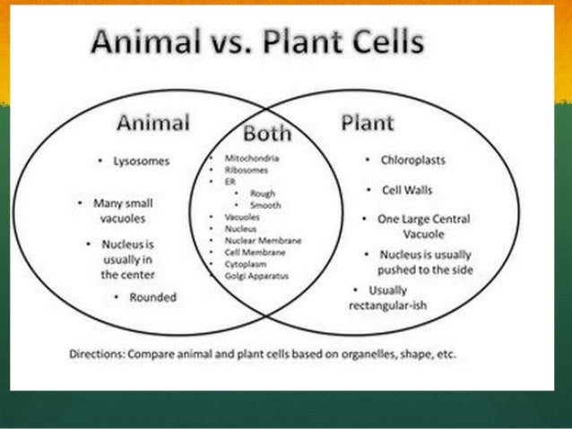Plant cell vs animal cell essay