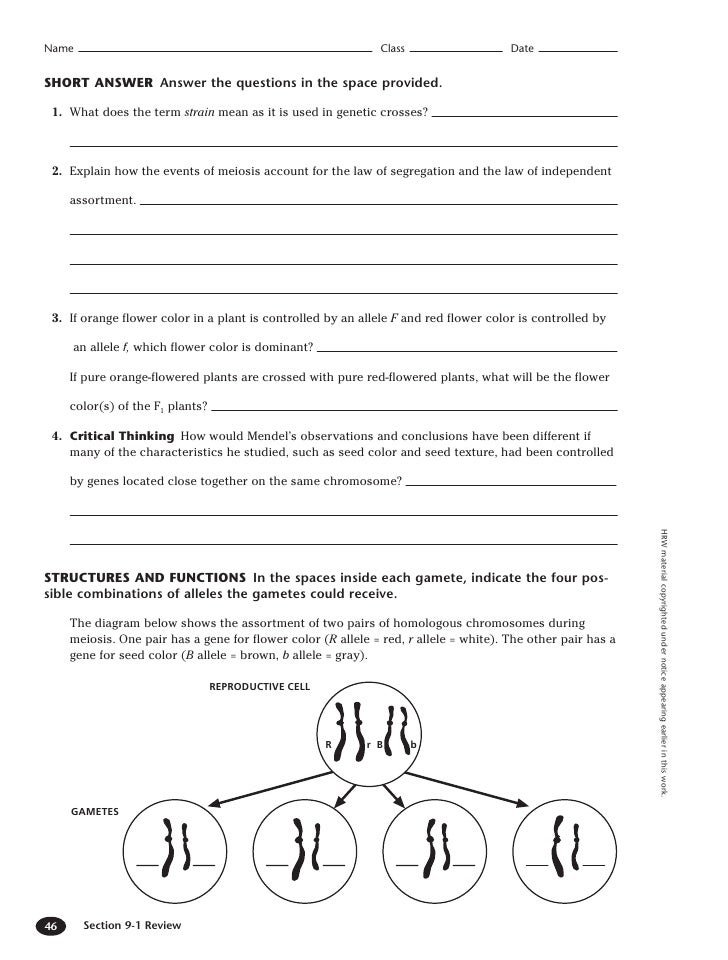 Printables Multiple Alleles Worksheet multiple allele worksheet davezan abo 1 answer key alleles