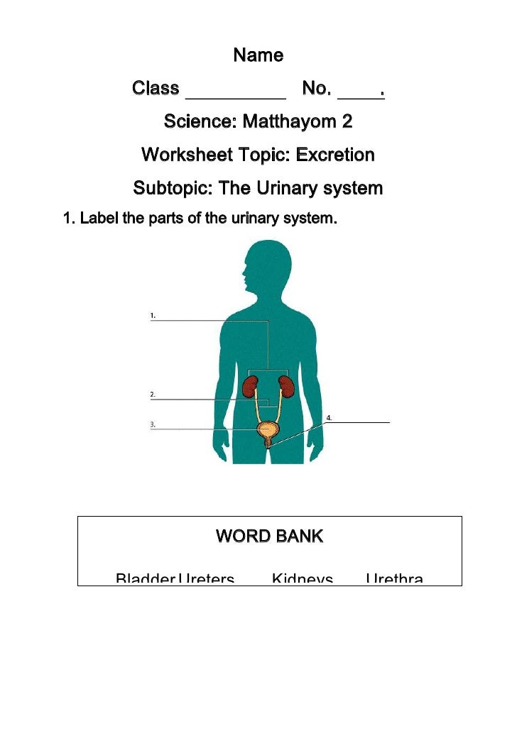 Worksheet urinary system