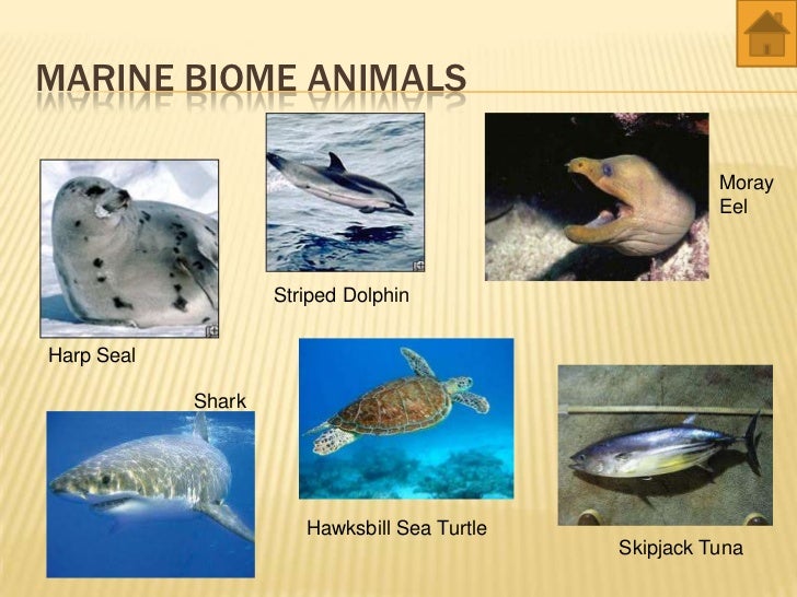 world biomes - animals and plants