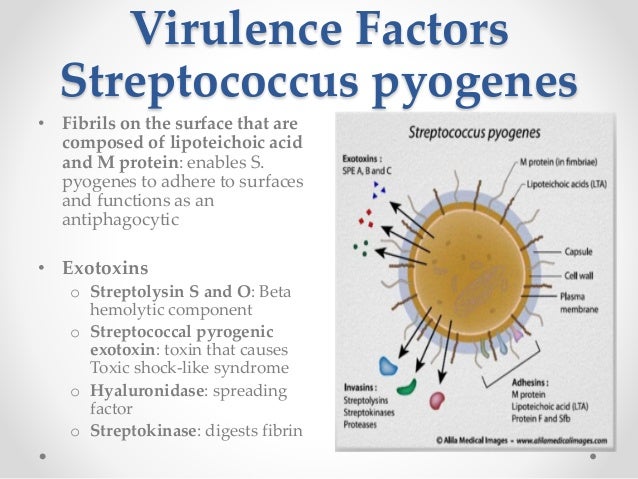 streptococcus skin #11