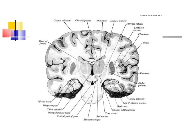Neuroanatomie 1