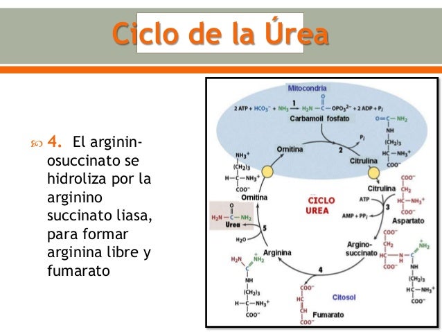 Urea, creatinina y acido úrico - Micky Gálvez