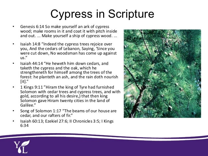 Yolanda Washington 12 Oils