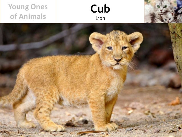 Young Ones of Animals