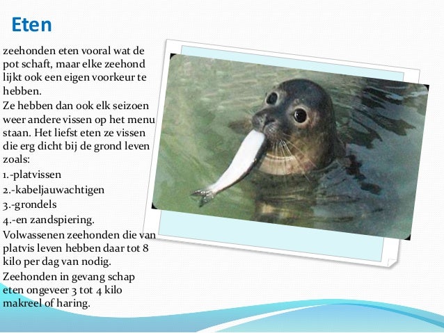 Zeehonden