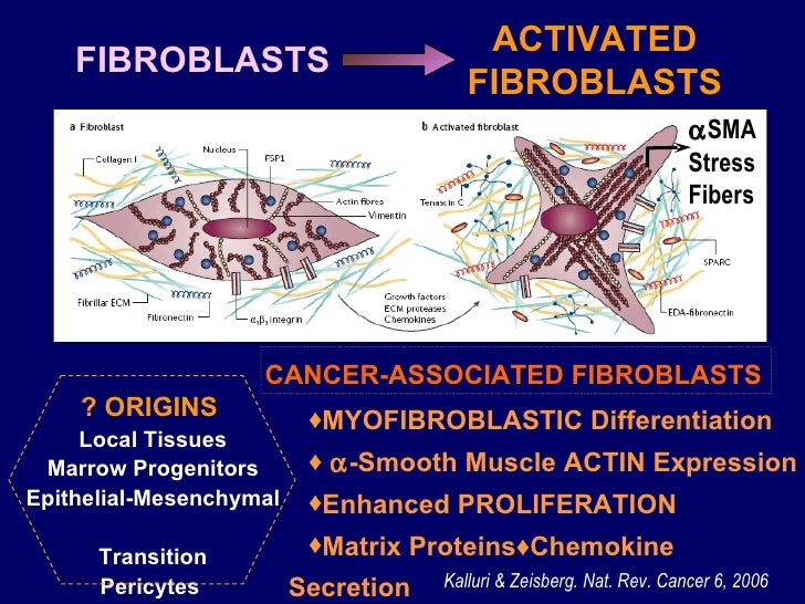 kidney cancer genetic predisposition