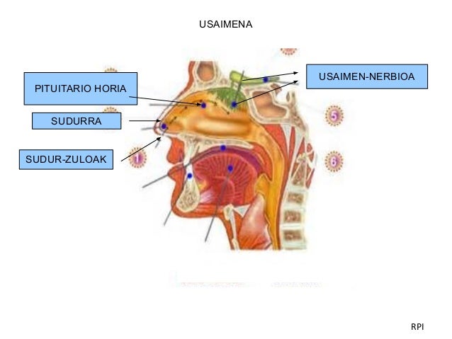 external image zentzumenak-5-638.jpg?cb=1415805973