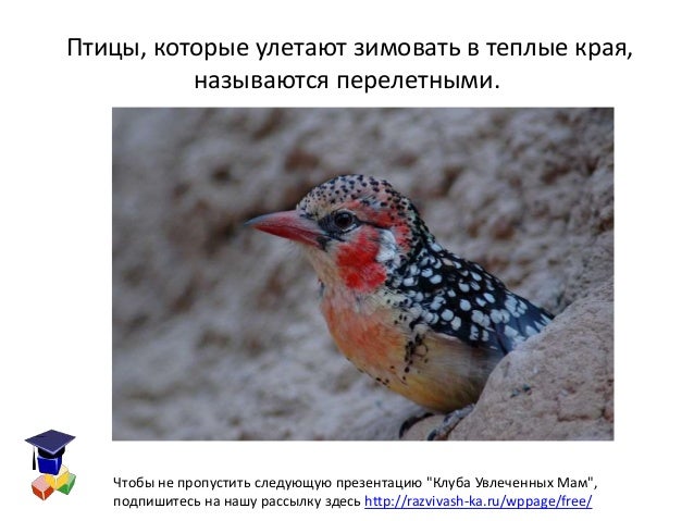 Птицы которые не улетают в теплые края раскраски Птицы которые не улетают в теплые края раскраски