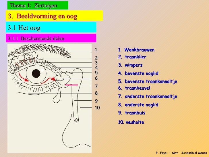 Zintuigen beeldvorming en oog