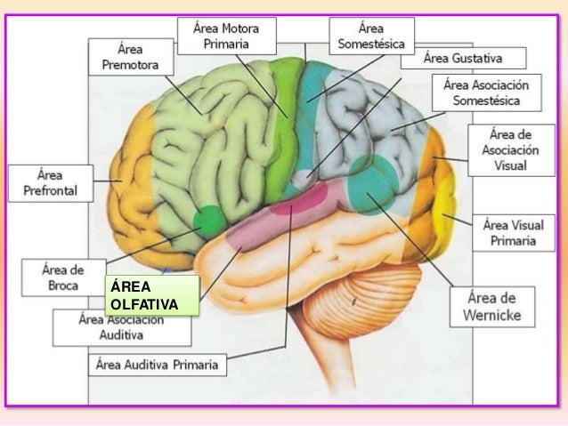 Area Primaria Secundaria Y Terciaria Del Cerebro