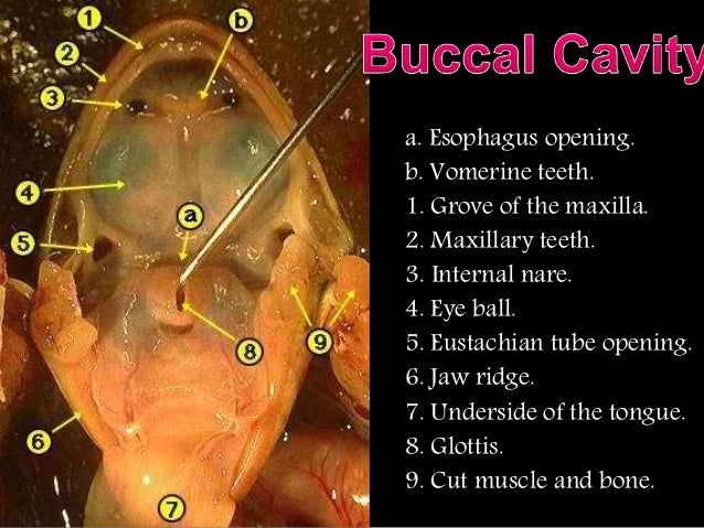 buccal cavity of a frog The buccal cavity of frog is the mouth of the frog. buccal cavity of a frog The buccal cavity of frog is the mouth of the frog.
