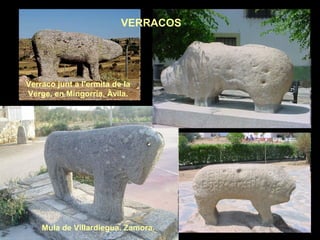 VERRACOS 
Verraco junt a l’ermita de la 
Verge, en Mingorría, Àvila. 
Mula de Villardiegua. Zamora. 
 