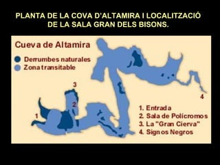 PLANTA DE LA COVA D’ALTAMIRA I LOCALITZACIÓ 
DE LA SALA GRAN DELS BISONS. 
 
